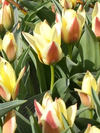 Tulipa 'Mary Ann'_0003.JPG